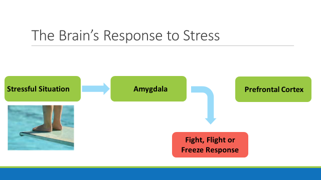 Brain-response-to-stress